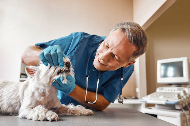 Best Broken or Cracked Tooth Emergency Dentist in Durant, MS